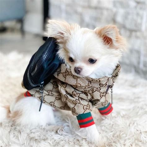 replica gucci dog clothes|gucci dog collection.